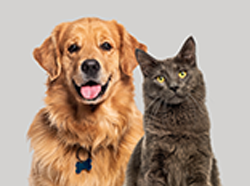 What Does Pet Insurance Cover and Is It Worth the Cost?